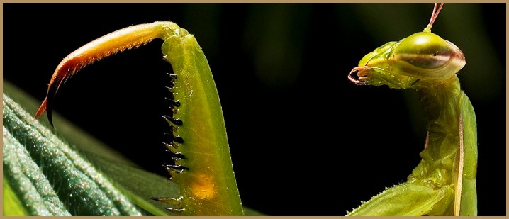 martial arts mantis claw